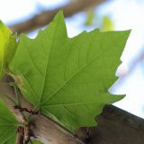 Platanus × acerifolia