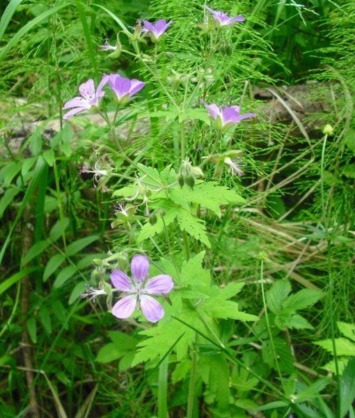 Image of Geranium sylvaticum specimen.