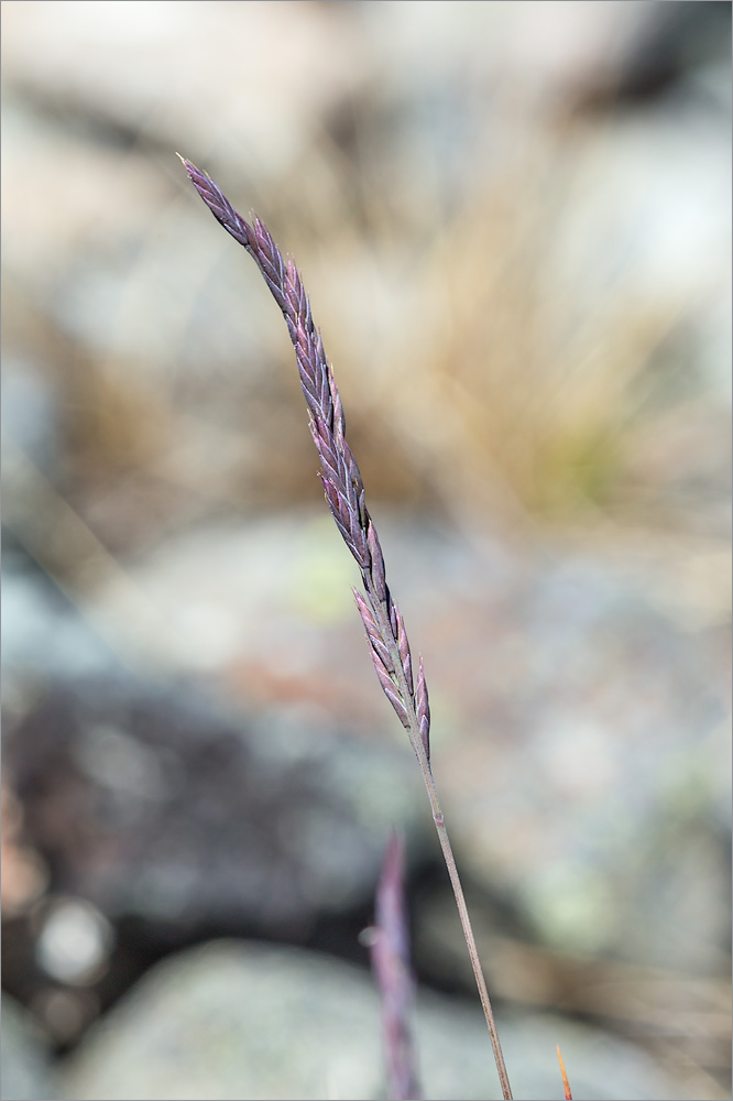 Image of genus Festuca specimen.