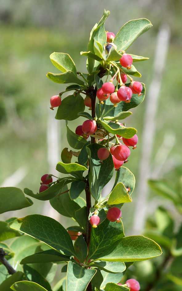 Image of Berberis sphaerocarpa specimen.