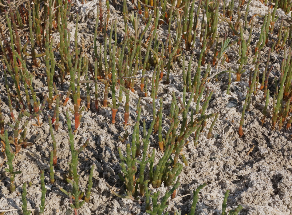 Image of genus Salicornia specimen.