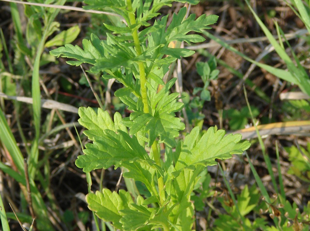 Изображение особи Senecio jacobaea.