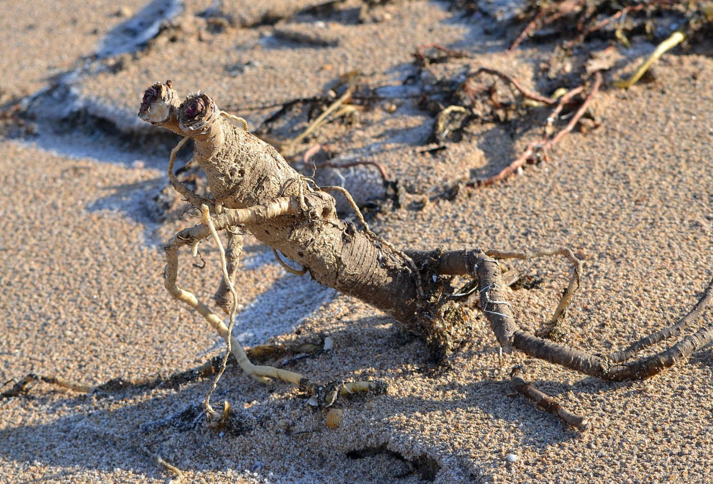 Image of Crambe maritima specimen.