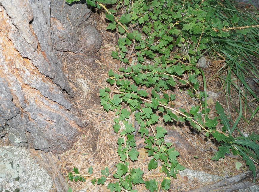 Изображение особи Grossularia acicularis.