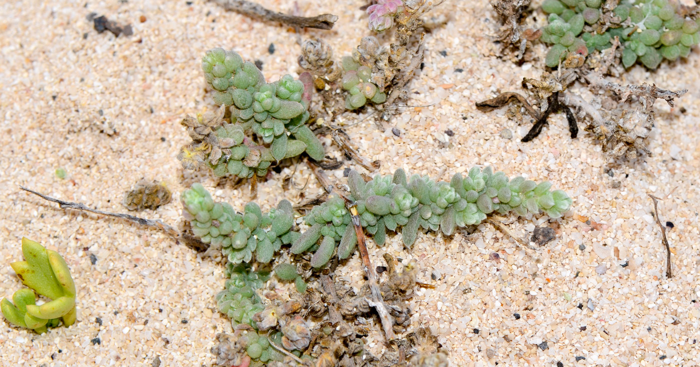 Image of Bassia tomentosa specimen.