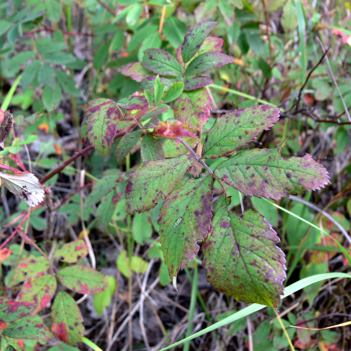 Изображение особи Rosa cinnamomea.