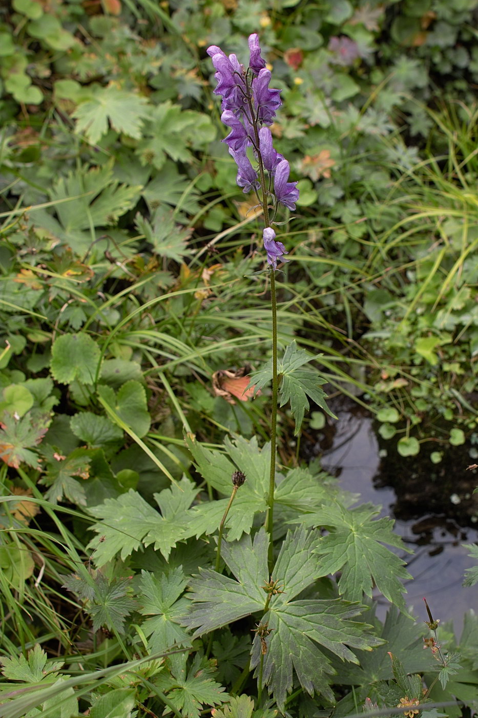 Изображение особи род Aconitum.