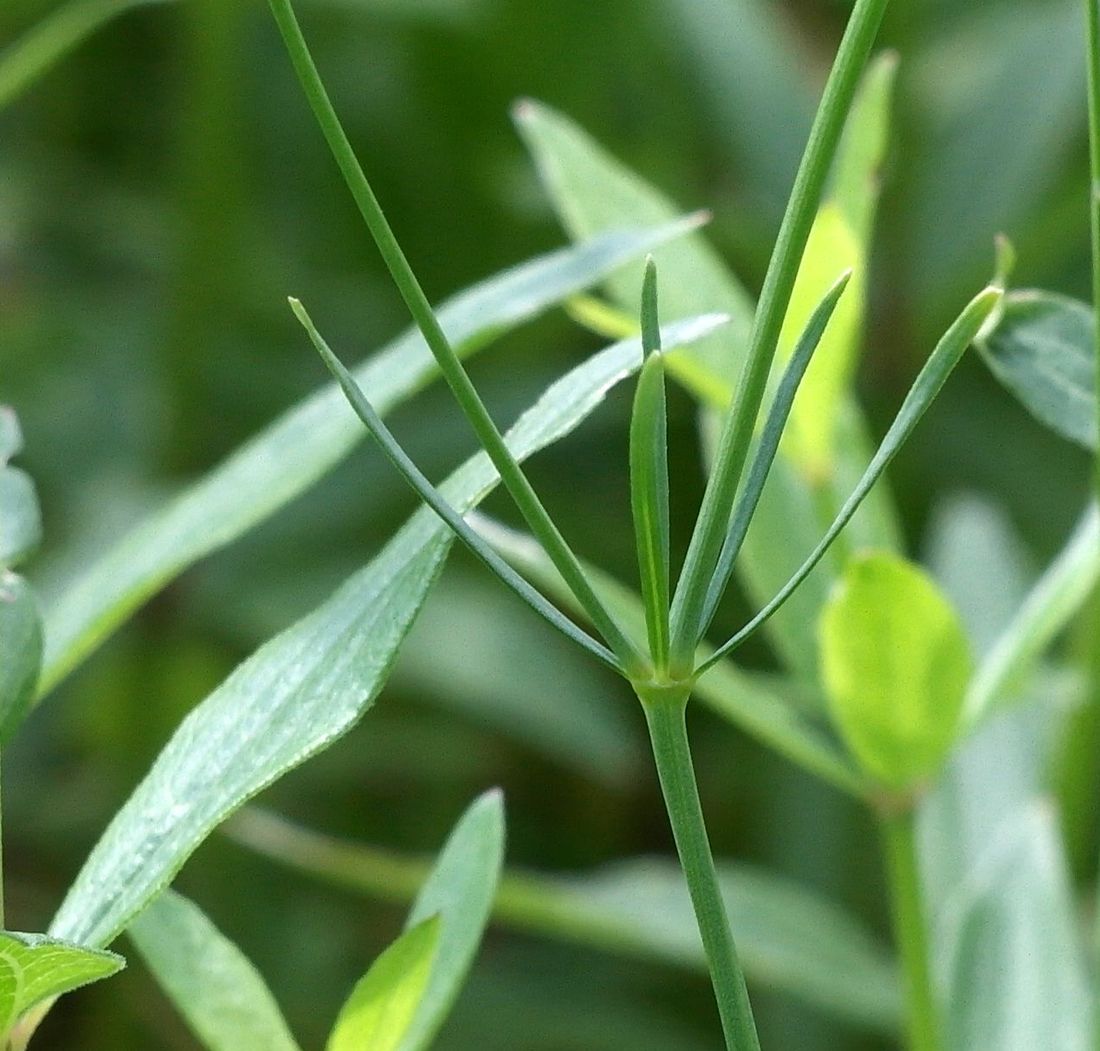 Изображение особи Galium triandrum.