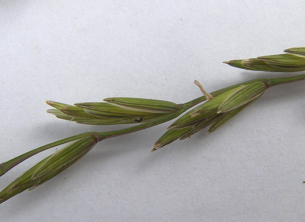 Image of Elytrigia gracillima specimen.