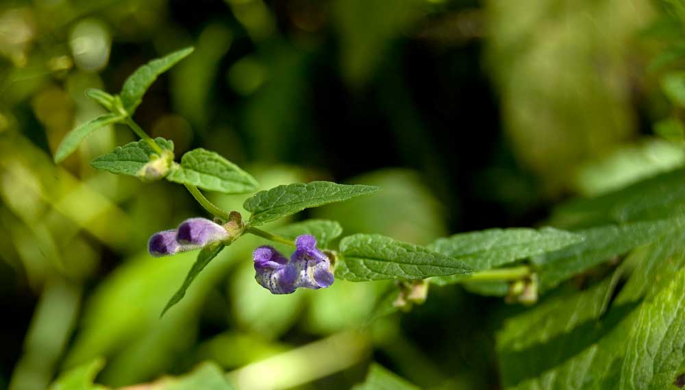 Image of Scutellaria galericulata specimen.