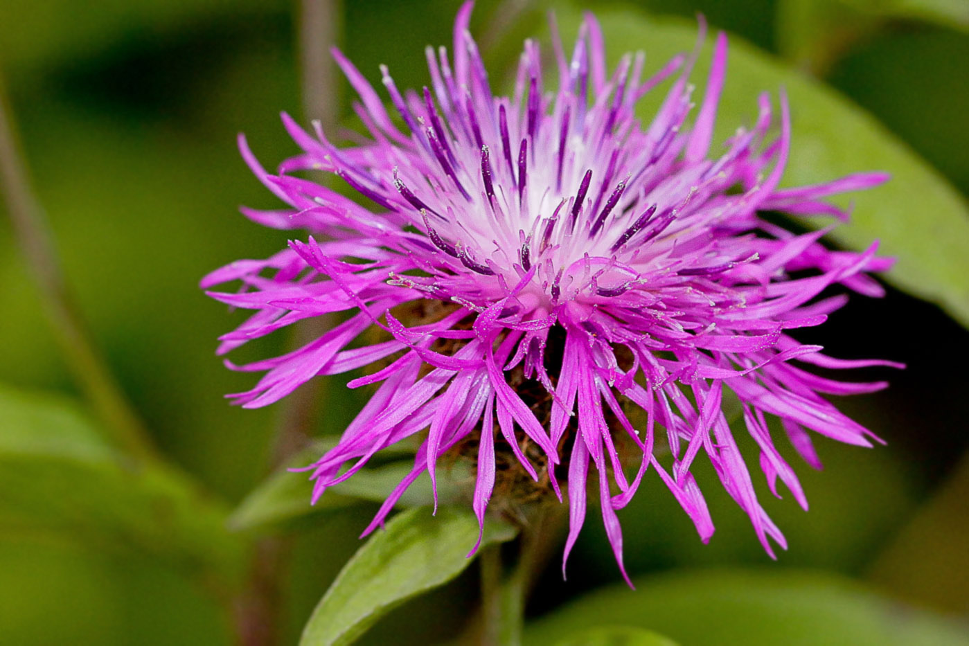 Изображение особи Centaurea pseudophrygia.