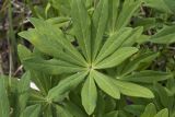 Lupinus × regalis. Листья. Московская обл., г. Дубна, ул. Большеволжская, опушка лесопарка. 17.06.2015.