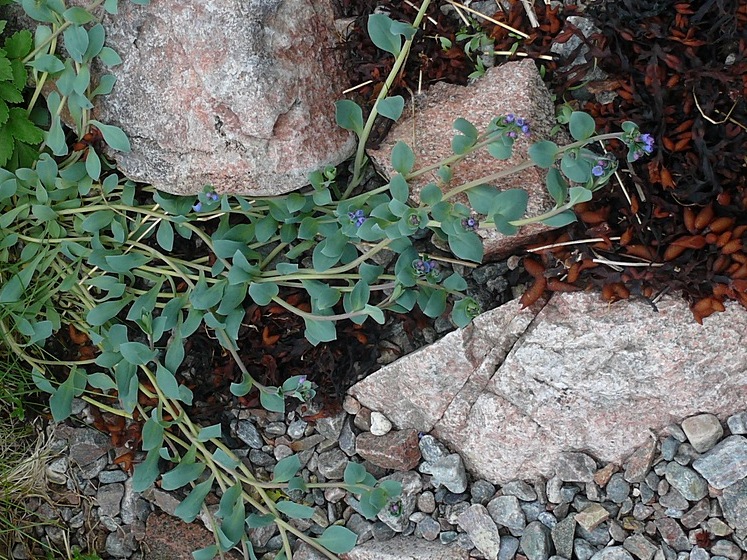 Изображение особи Mertensia maritima.