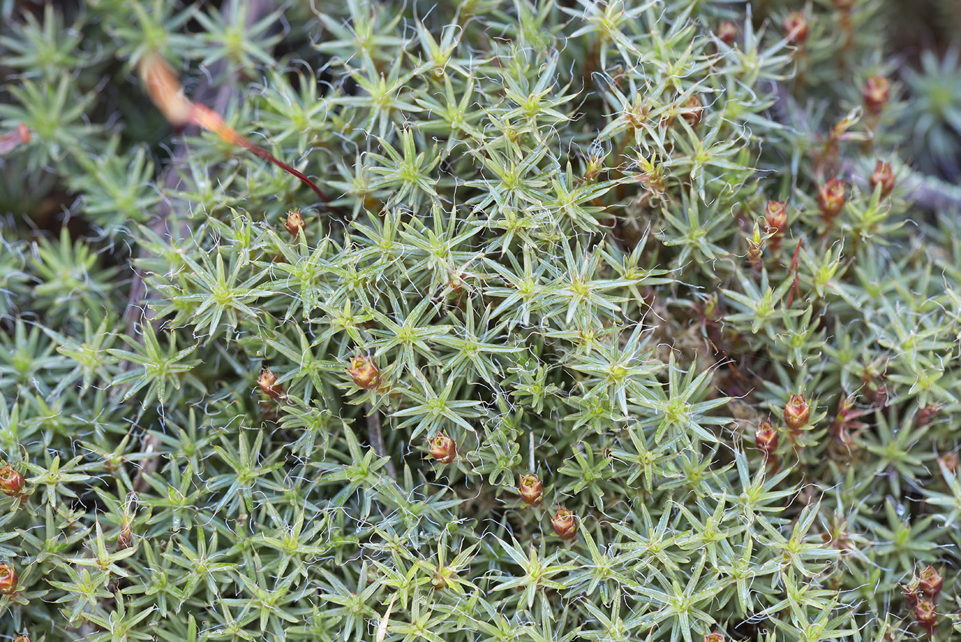 Image of Polytrichum piliferum specimen.