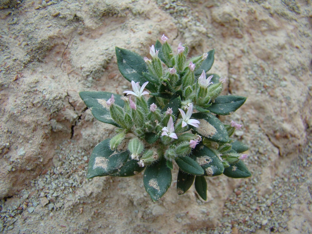 Image of Saponaria spathulifolia specimen.