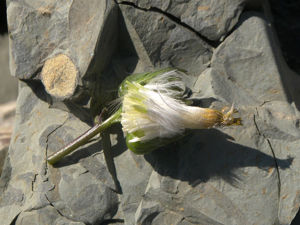 Image of Sonchus oleraceus specimen.