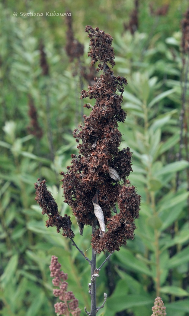 Image of Spiraea douglasii specimen.