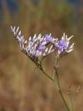 Limonium bungei. Часть соцветия. Украина, г. Запорожье, о-в Хортица, северный берег, степной участок. 19.08.2016.