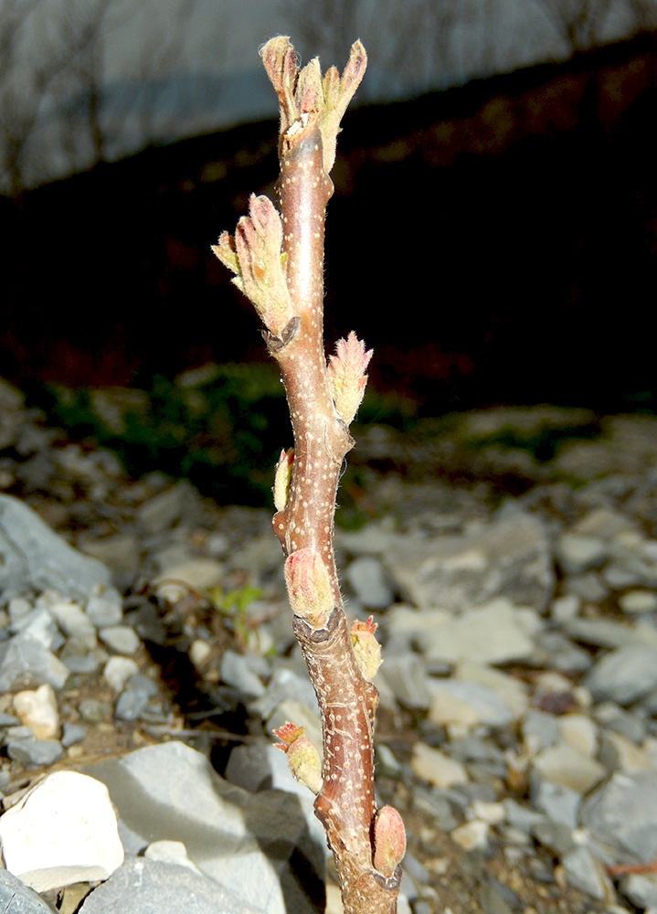 Image of Rhus coriaria specimen.