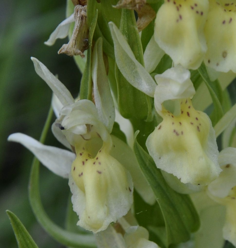 Image of Dactylorhiza sambucina specimen.