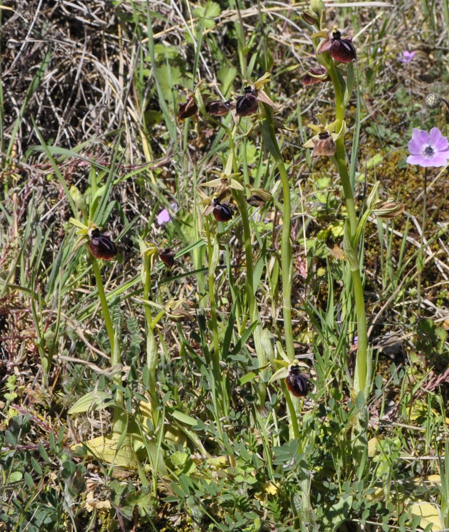 Изображение особи Ophrys mammosa.