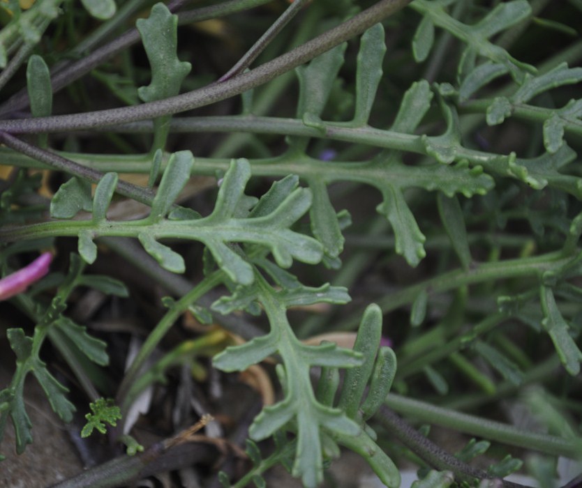 Image of Cakile maritima specimen.