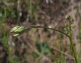 Crupina vulgaris