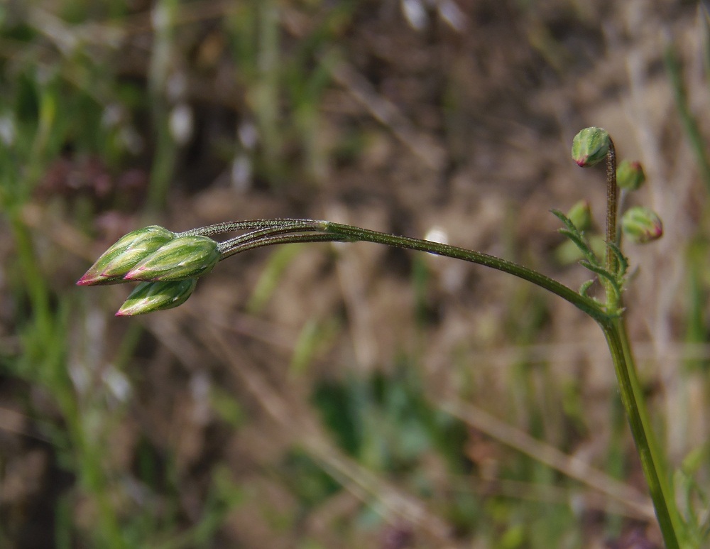 Image of Crupina vulgaris specimen.