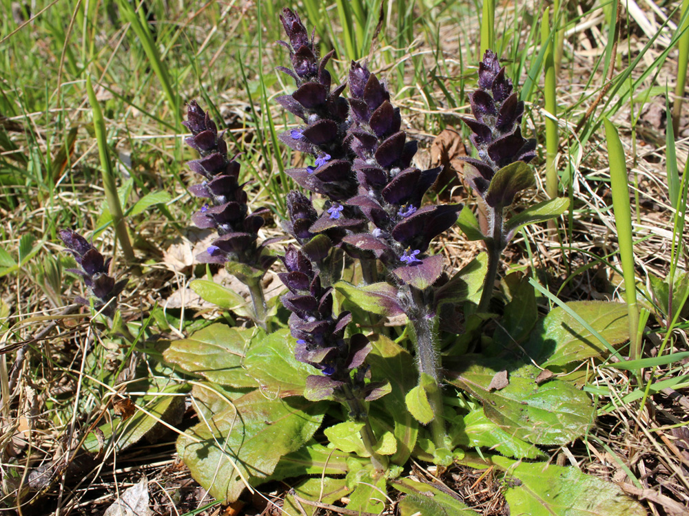 Image of Ajuga pyramidalis specimen.