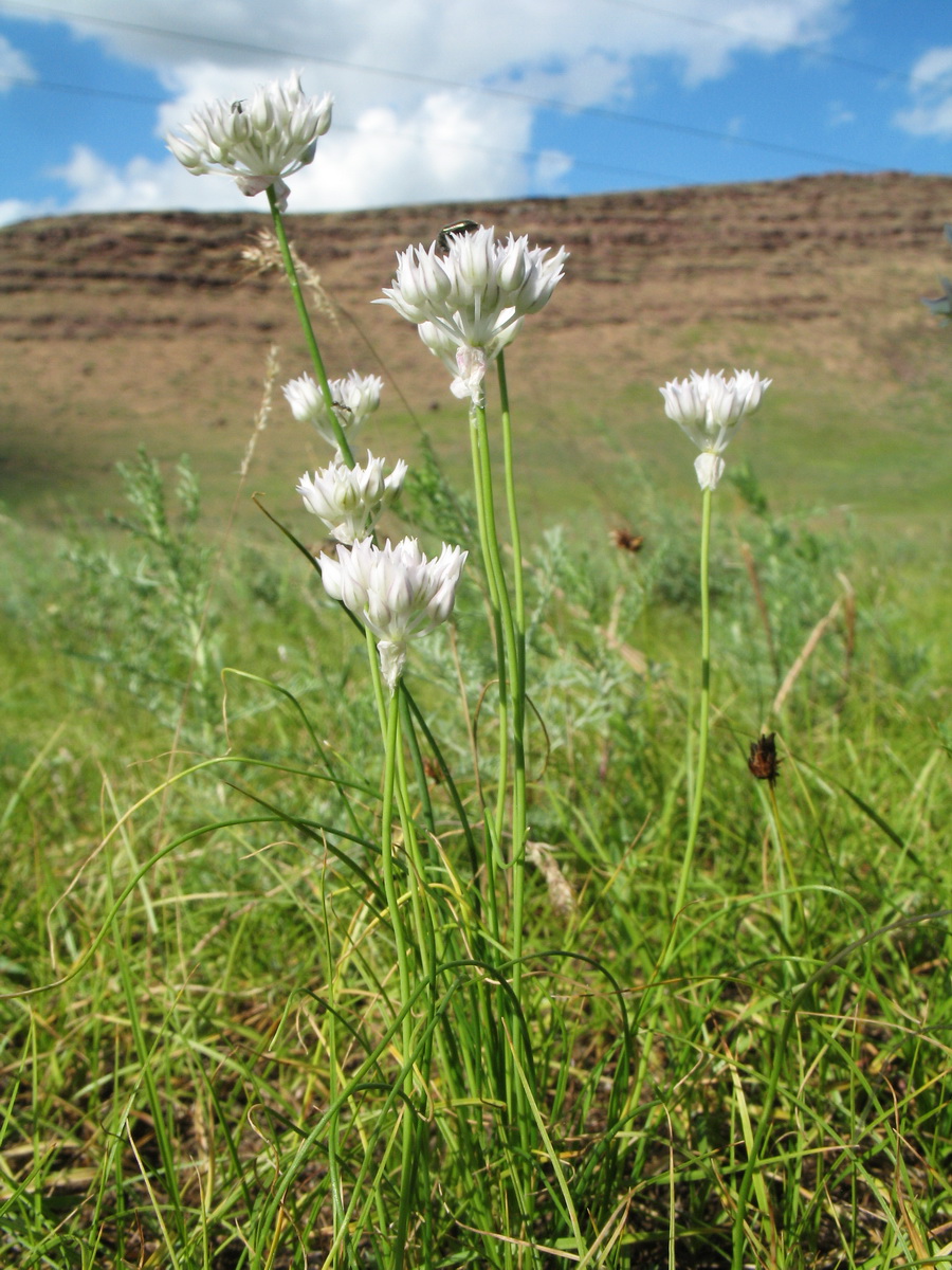 Image of Allium parvulum specimen.