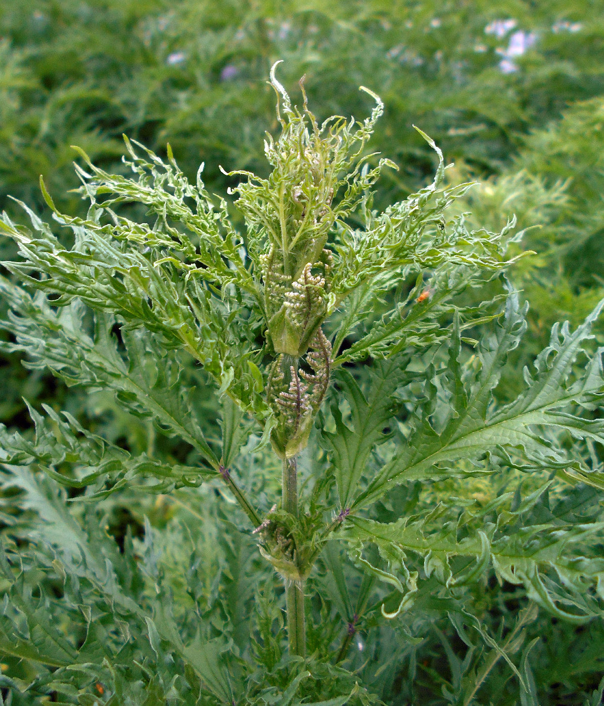 Image of Urtica cannabina specimen.