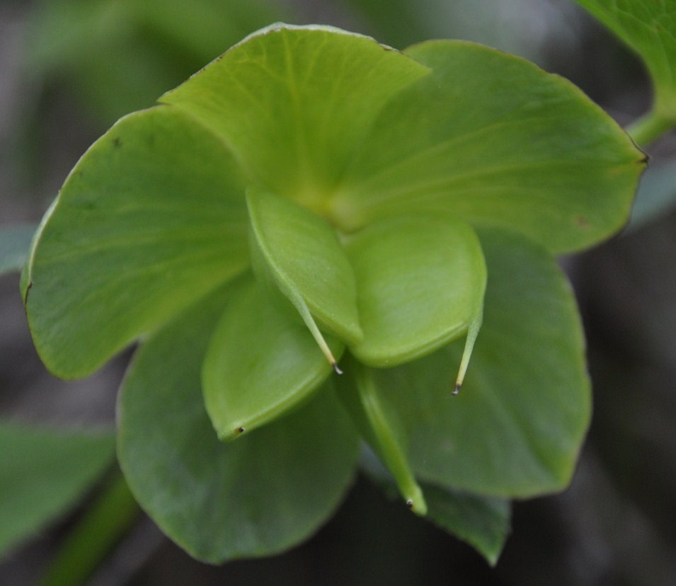 Image of Helleborus cyclophyllus specimen.