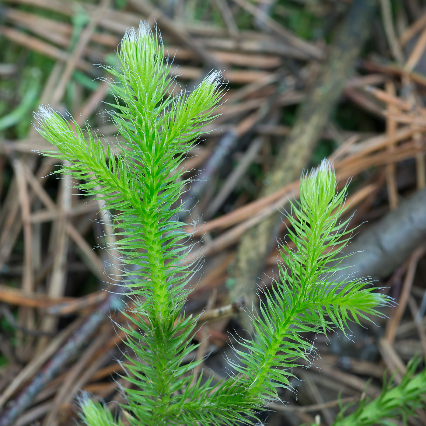 Image of Lycopodium clavatum specimen.