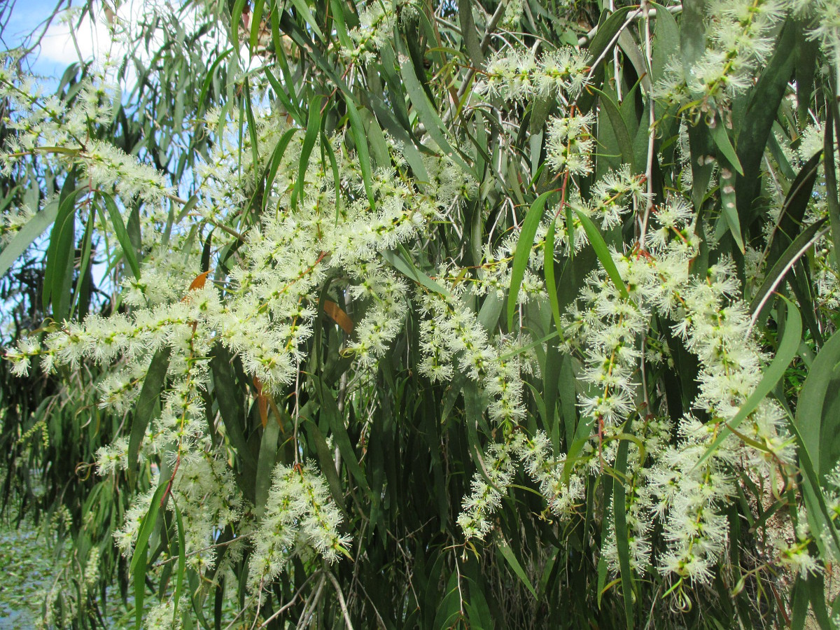 Image of Melaleuca quinquenervia specimen.