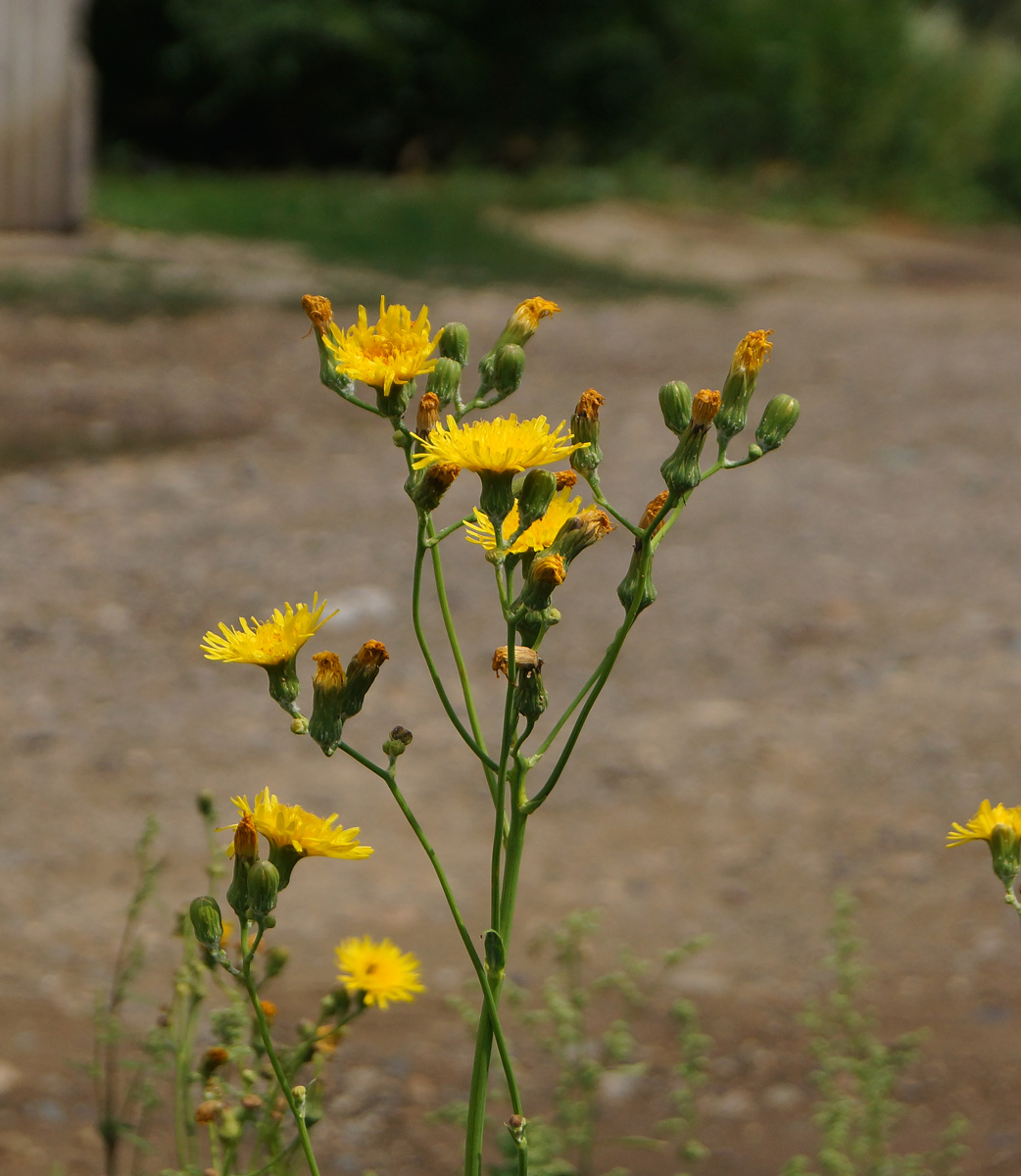 Изображение особи Sonchus arvensis ssp. uliginosus.