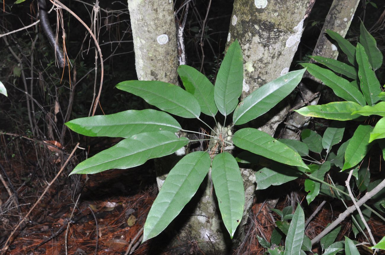 Изображение особи семейство Araliaceae.