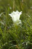 Gentiana algida