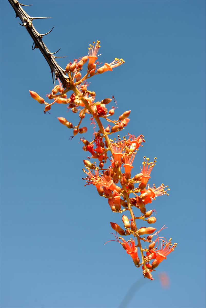 Image of Fouquieria splendens specimen.