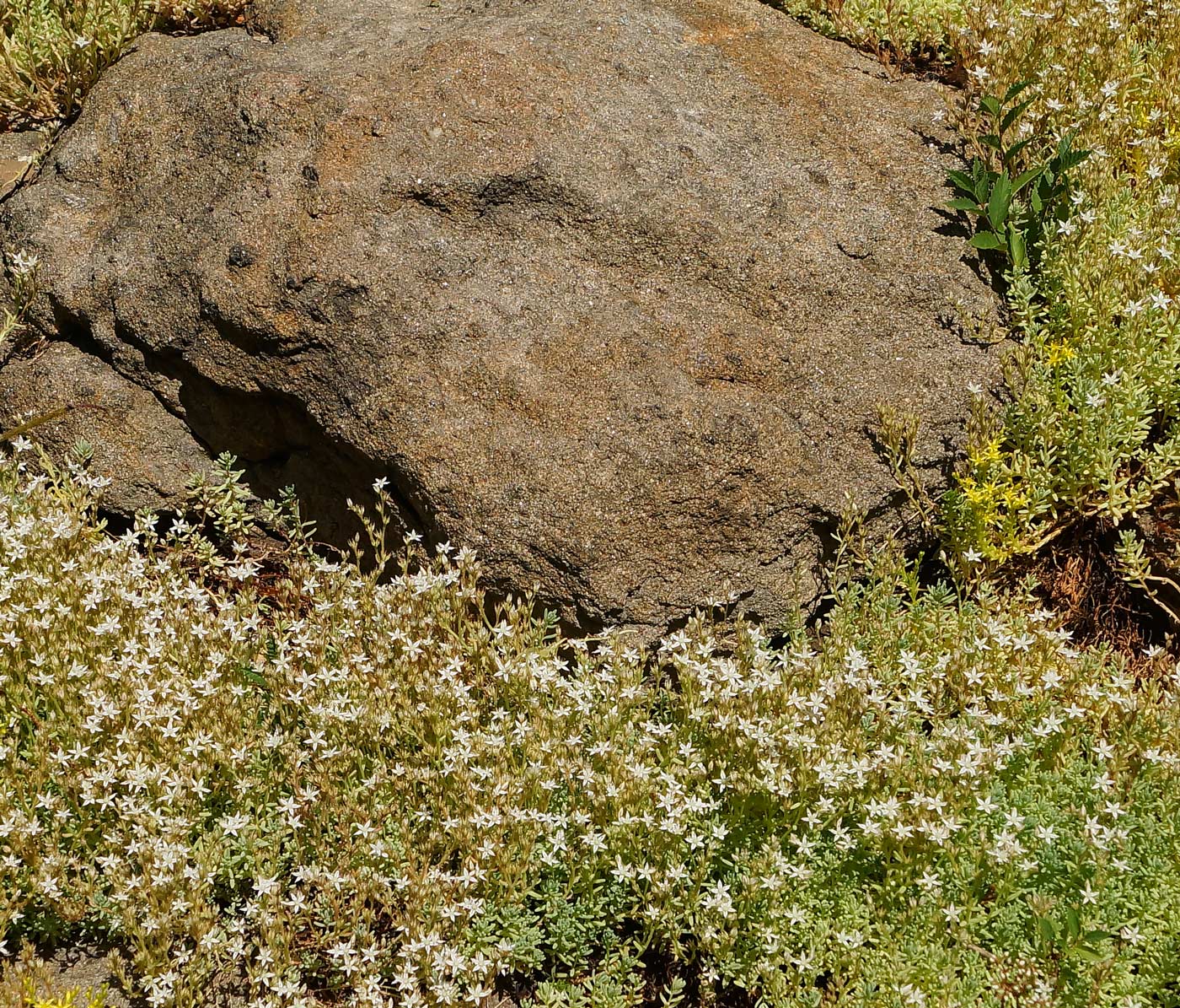 Image of Sedum pallidum specimen.