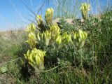 Astragalus nikitinae