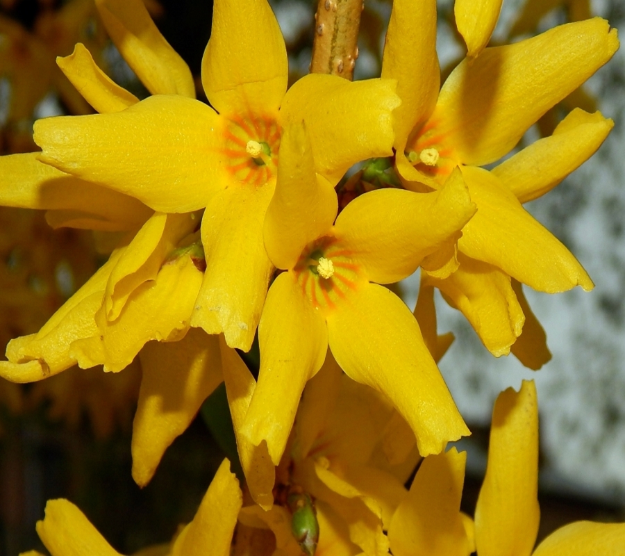 Image of Forsythia &times; intermedia specimen.