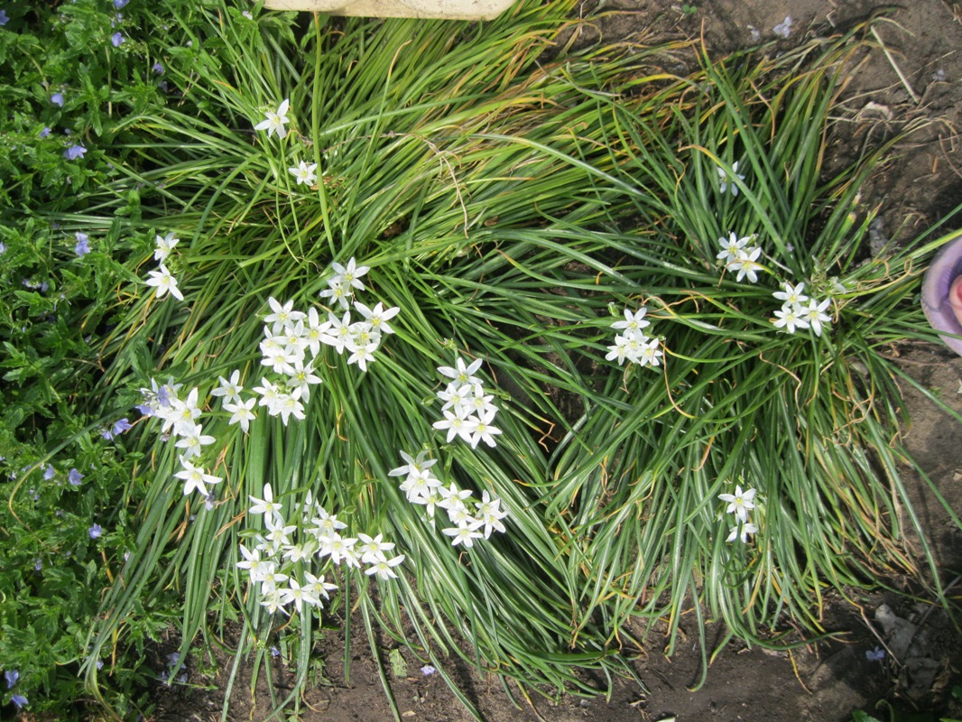 Image of Ornithogalum umbellatum specimen.