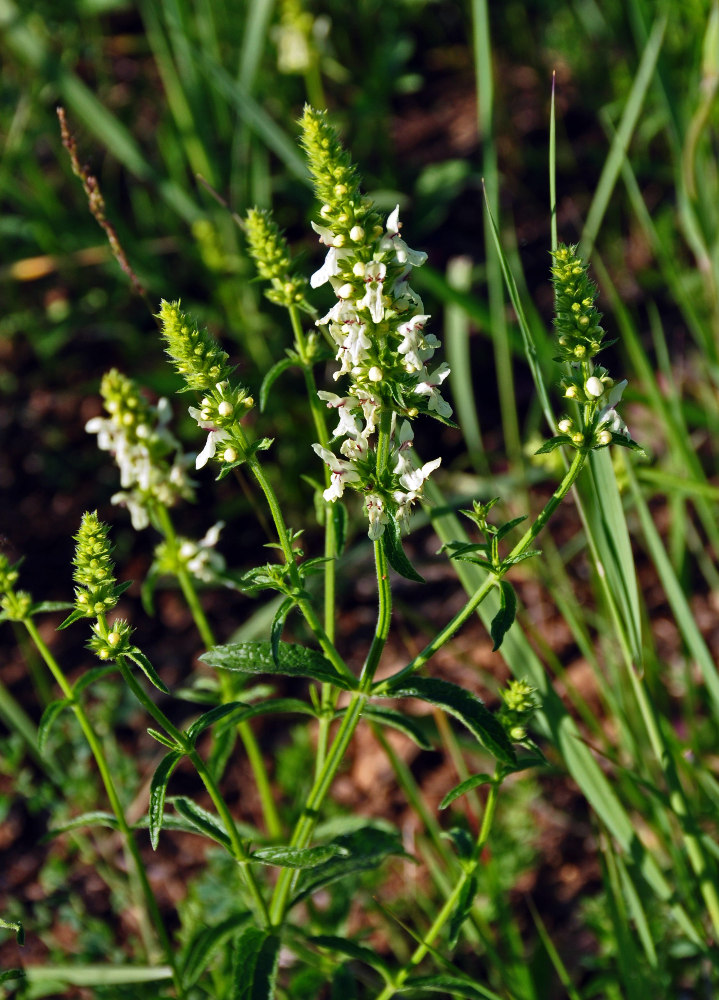 Изображение особи Stachys recta.