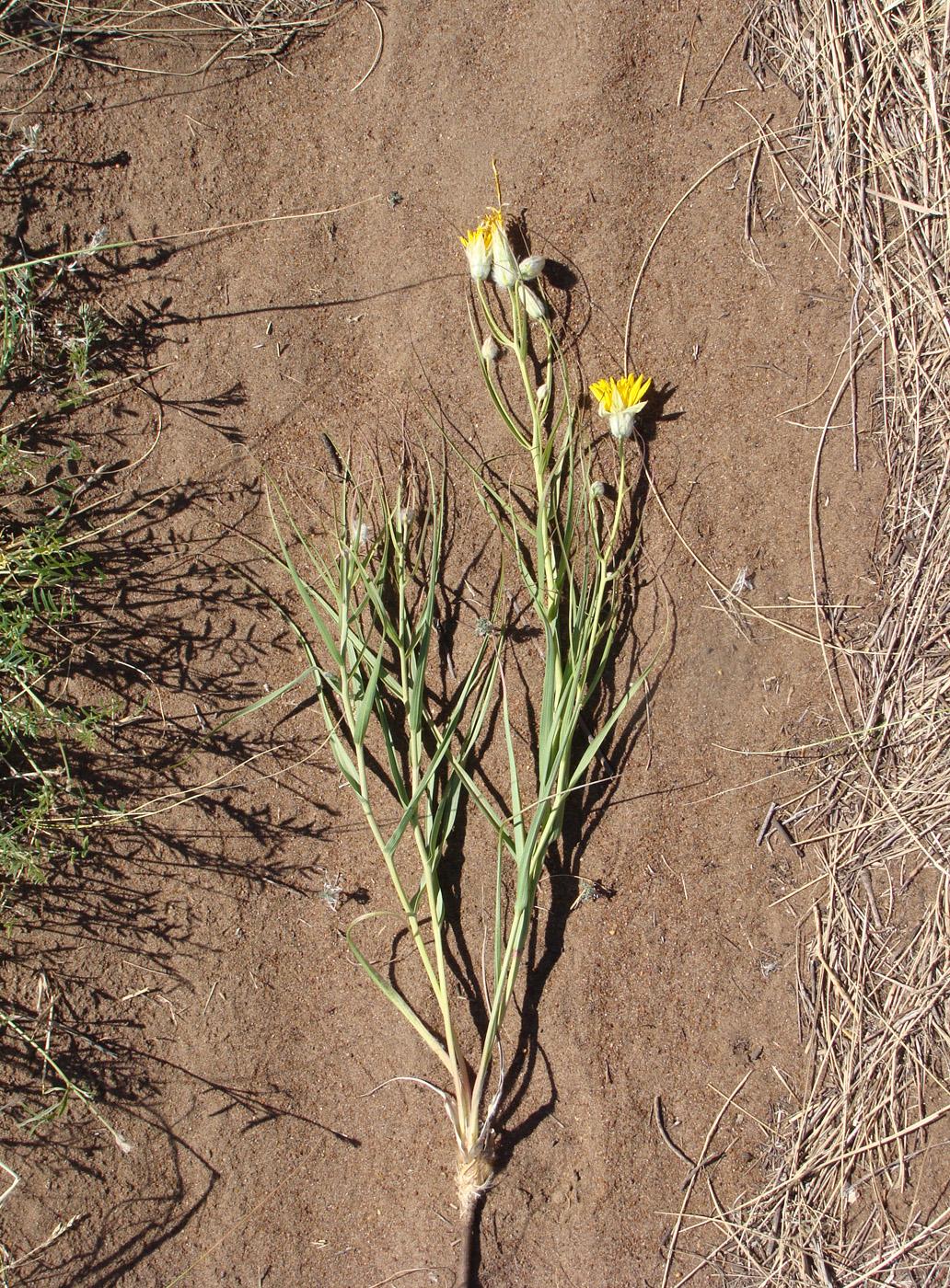 Image of Scorzonera ensifolia specimen.