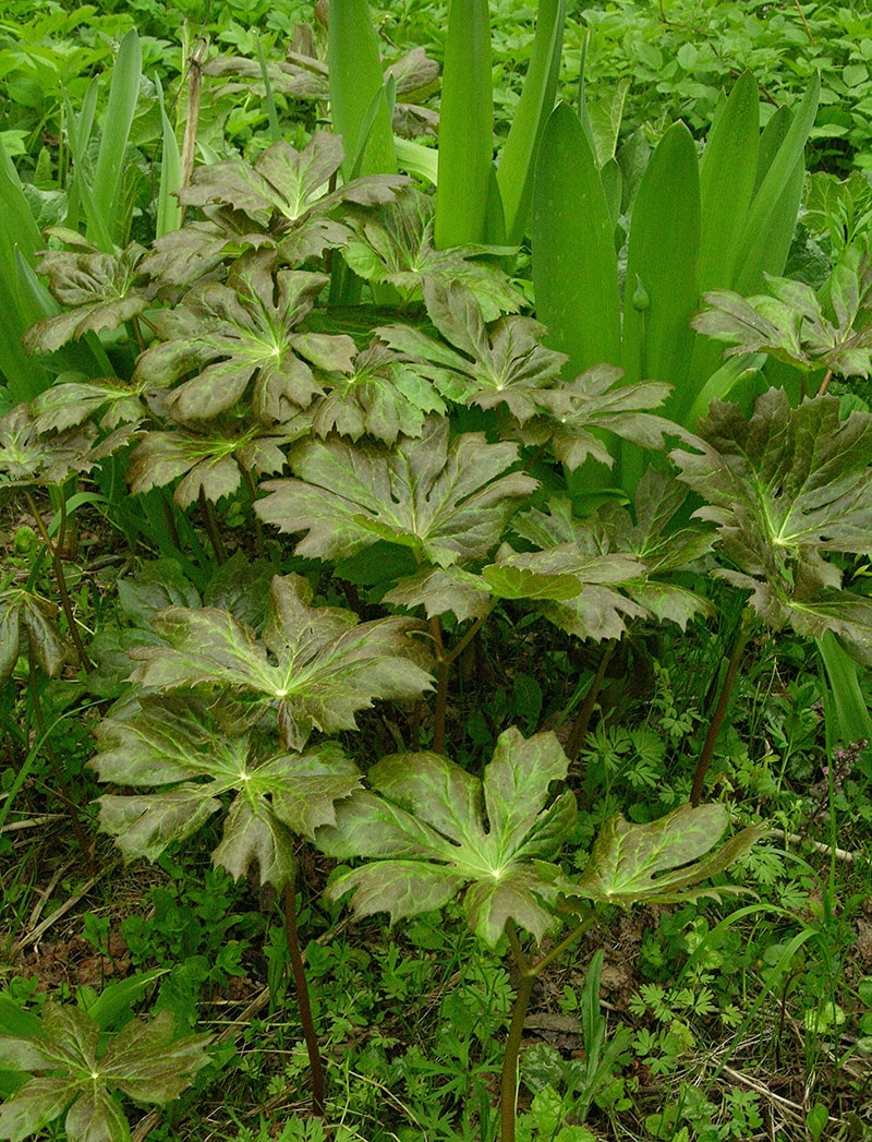 Изображение особи Podophyllum peltatum.