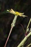 Scorzonera albicaulis