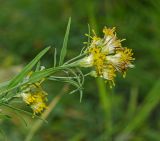 Galatella biflora. Верхушка цветущего и плодоносящего побега. Башкортостан, Учалинский р-н, Ильчигуловский сельсовет, окр. дер. Мулдашево, опушка разреженного березняка. 7 сентября 2018 г.