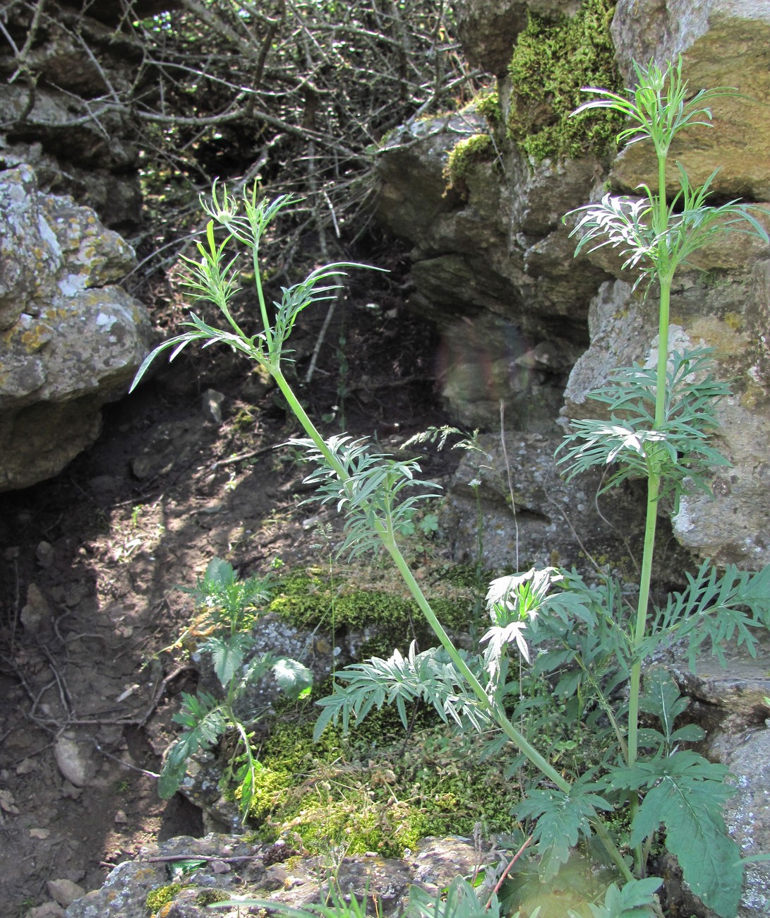 Image of genus Scabiosa specimen.