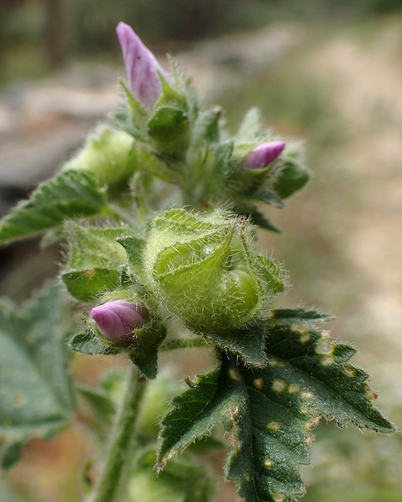 Image of Malva multiflora specimen.