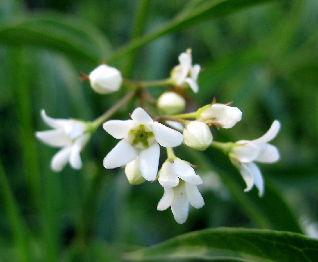 Image of Vincetoxicum hirundinaria specimen.